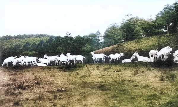 山羊の放牧（外山牧場）