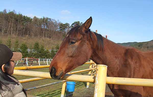 2009年11月 帰省時の「遠野馬の里」視察にて妻