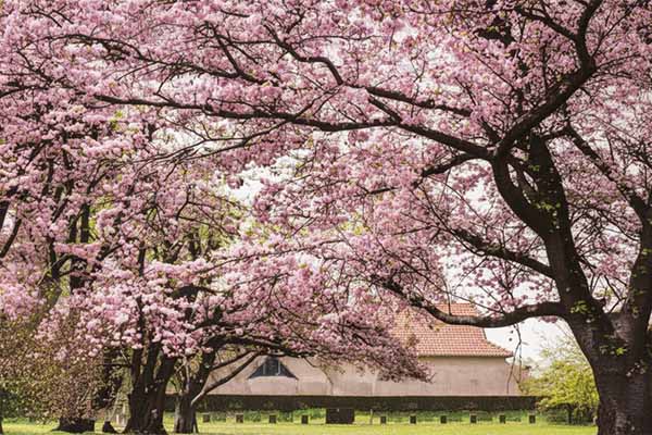 根木名厩舎と桜