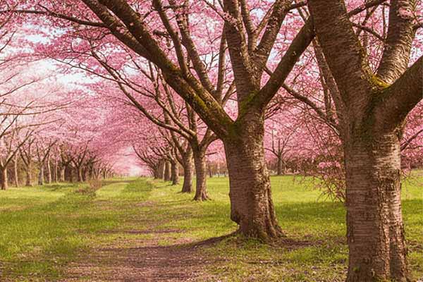 根木名の桜並木