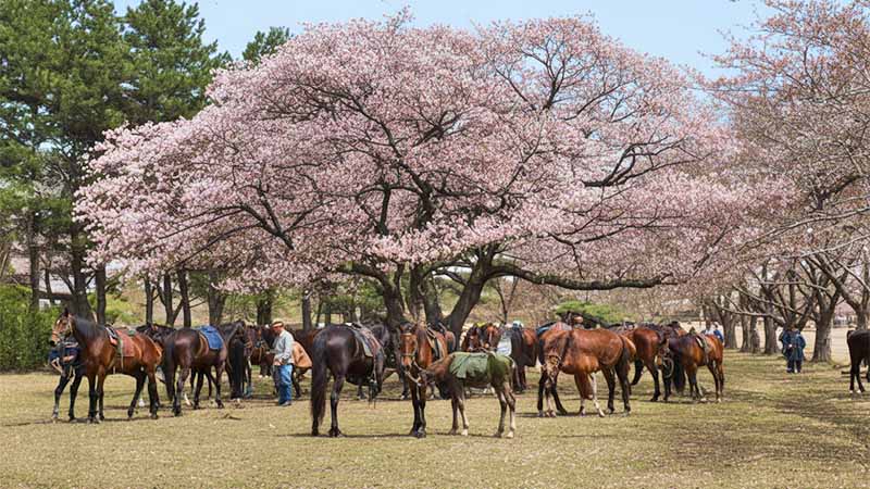 仔付牝馬の放牧 根木名