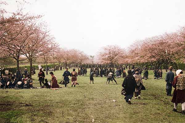 根木名のお花見風景
